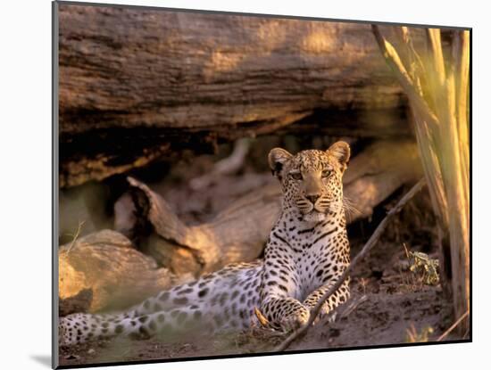 Leopard, Okavango Delta, Botswana-Pete Oxford-Mounted Photographic Print