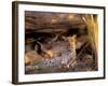 Leopard, Okavango Delta, Botswana-Pete Oxford-Framed Photographic Print