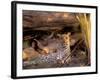 Leopard, Okavango Delta, Botswana-Pete Oxford-Framed Photographic Print