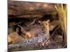 Leopard, Okavango Delta, Botswana-Pete Oxford-Mounted Photographic Print