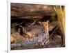 Leopard, Okavango Delta, Botswana-Pete Oxford-Framed Photographic Print