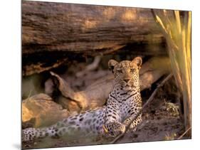 Leopard, Okavango Delta, Botswana-Pete Oxford-Mounted Photographic Print