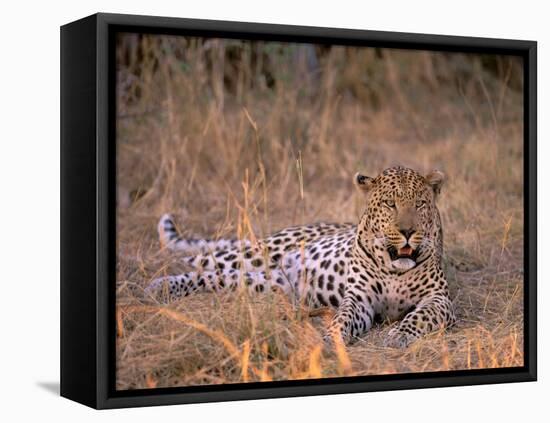 Leopard, Okavango Delta, Botswana-Pete Oxford-Framed Stretched Canvas