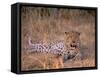 Leopard, Okavango Delta, Botswana-Pete Oxford-Framed Stretched Canvas