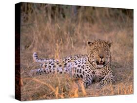 Leopard, Okavango Delta, Botswana-Pete Oxford-Stretched Canvas