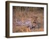 Leopard, Okavango Delta, Botswana-Pete Oxford-Framed Premium Photographic Print