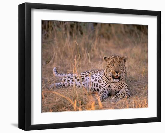 Leopard, Okavango Delta, Botswana-Pete Oxford-Framed Premium Photographic Print