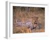 Leopard, Okavango Delta, Botswana-Pete Oxford-Framed Premium Photographic Print