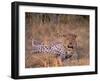 Leopard, Okavango Delta, Botswana-Pete Oxford-Framed Photographic Print