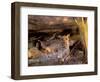 Leopard, Okavango Delta, Botswana-Pete Oxford-Framed Photographic Print