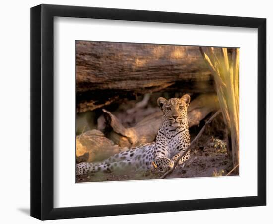 Leopard, Okavango Delta, Botswana-Pete Oxford-Framed Photographic Print
