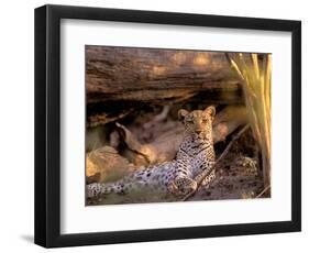 Leopard, Okavango Delta, Botswana-Pete Oxford-Framed Photographic Print