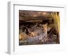 Leopard, Okavango Delta, Botswana-Pete Oxford-Framed Photographic Print