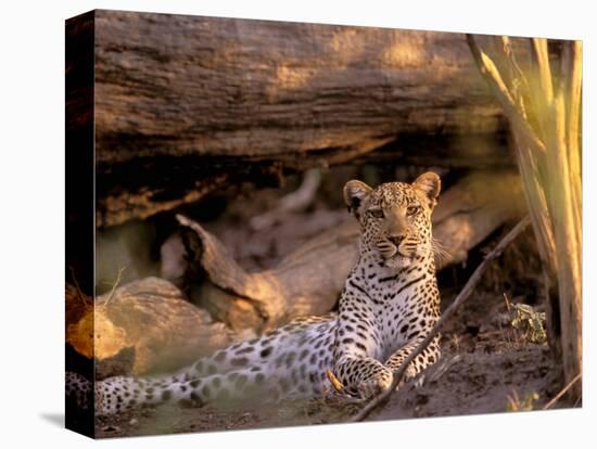 Leopard, Okavango Delta, Botswana-Pete Oxford-Stretched Canvas