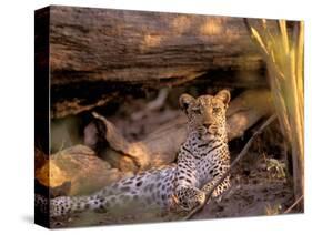 Leopard, Okavango Delta, Botswana-Pete Oxford-Stretched Canvas