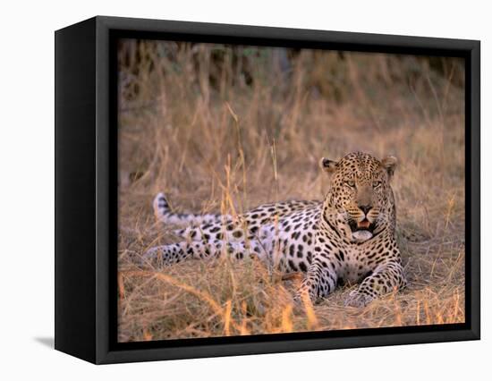 Leopard, Okavango Delta, Botswana-Pete Oxford-Framed Stretched Canvas