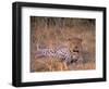 Leopard, Okavango Delta, Botswana-Pete Oxford-Framed Photographic Print