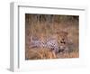 Leopard, Okavango Delta, Botswana-Pete Oxford-Framed Photographic Print