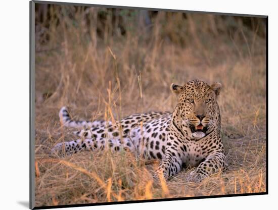 Leopard, Okavango Delta, Botswana-Pete Oxford-Mounted Photographic Print