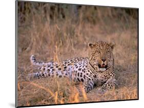 Leopard, Okavango Delta, Botswana-Pete Oxford-Mounted Photographic Print