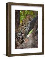 Leopard, Okavango Delta, Botswana-Art Wolfe-Framed Photographic Print