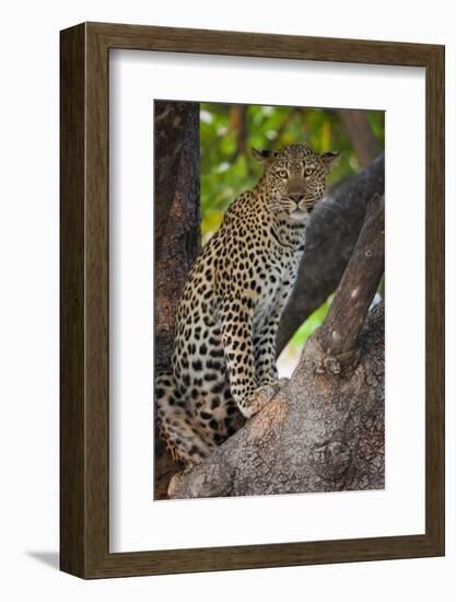 Leopard, Okavango Delta, Botswana-Art Wolfe-Framed Photographic Print