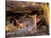 Leopard, Okavango Delta, Botswana-Pete Oxford-Stretched Canvas