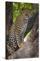 Leopard, Okavango Delta, Botswana-Art Wolfe-Stretched Canvas