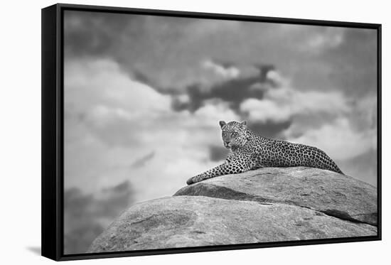 Leopard on a Kopje-Mario Moreno-Framed Stretched Canvas