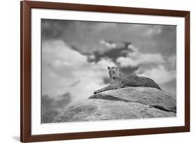 Leopard on a Kopje-Mario Moreno-Framed Photographic Print