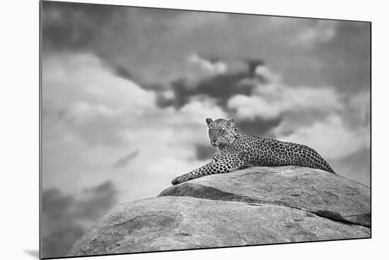 Leopard on a Kopje-Mario Moreno-Mounted Photographic Print