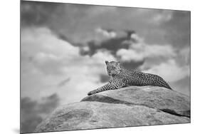 Leopard on a Kopje-Mario Moreno-Mounted Photographic Print