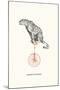 Leopard On A Unicycle-Gwen Aspall-Mounted Giclee Print