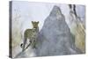 Leopard on Termite Mound-null-Stretched Canvas