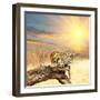 Leopard on Tree at Dawn-Andrushko Galyna-Framed Photographic Print