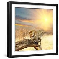 Leopard on Tree at Dawn-Andrushko Galyna-Framed Photographic Print