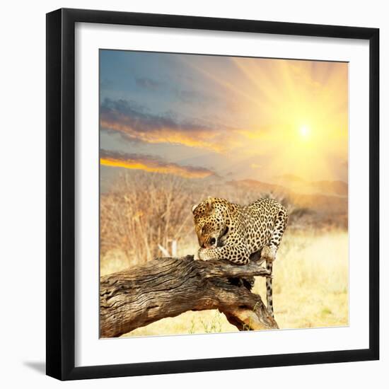 Leopard on Tree at Dawn-Andrushko Galyna-Framed Photographic Print