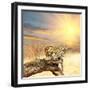 Leopard on Tree at Dawn-Andrushko Galyna-Framed Photographic Print