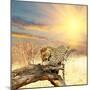 Leopard on Tree at Dawn-Andrushko Galyna-Mounted Photographic Print