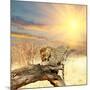 Leopard on Tree at Dawn-Andrushko Galyna-Mounted Photographic Print