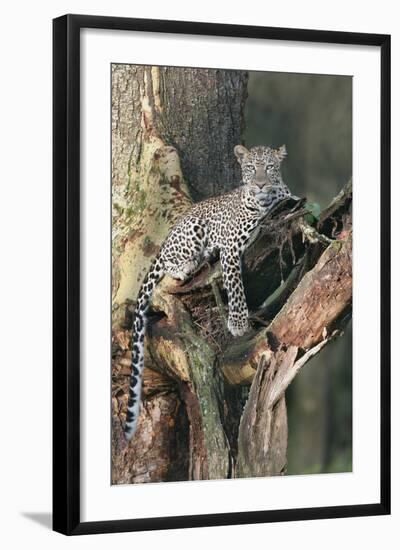 Leopard (Panthera pardus) adult, laying on branch of Yellow-barked Acacia, Lake Nakuru, Kenya-Martin Withers-Framed Photographic Print