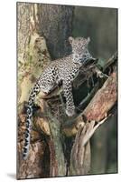 Leopard (Panthera pardus) adult, laying on branch of Yellow-barked Acacia, Lake Nakuru, Kenya-Martin Withers-Mounted Photographic Print