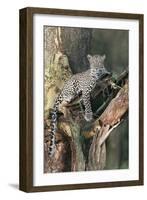 Leopard (Panthera pardus) adult, laying on branch of Yellow-barked Acacia, Lake Nakuru, Kenya-Martin Withers-Framed Photographic Print