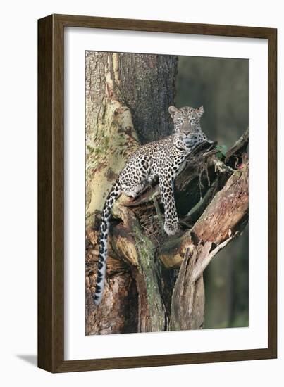 Leopard (Panthera pardus) adult, laying on branch of Yellow-barked Acacia, Lake Nakuru, Kenya-Martin Withers-Framed Photographic Print