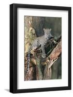 Leopard (Panthera pardus) adult, laying on branch of Yellow-barked Acacia, Lake Nakuru, Kenya-Martin Withers-Framed Photographic Print