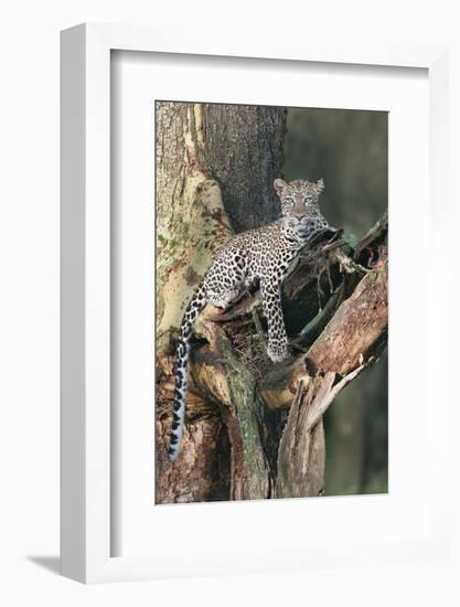 Leopard (Panthera pardus) adult, laying on branch of Yellow-barked Acacia, Lake Nakuru, Kenya-Martin Withers-Framed Photographic Print