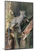 Leopard (Panthera pardus) adult, laying on branch of Yellow-barked Acacia, Lake Nakuru, Kenya-Martin Withers-Mounted Photographic Print