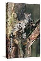 Leopard (Panthera pardus) adult, laying on branch of Yellow-barked Acacia, Lake Nakuru, Kenya-Martin Withers-Stretched Canvas