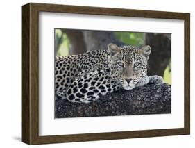 Leopard (Panthera pardus) adult, laying on branch, Samburu, Kenya-Martin Withers-Framed Photographic Print