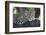 Leopard (Panthera pardus) adult, laying on branch, Samburu, Kenya-Martin Withers-Framed Photographic Print